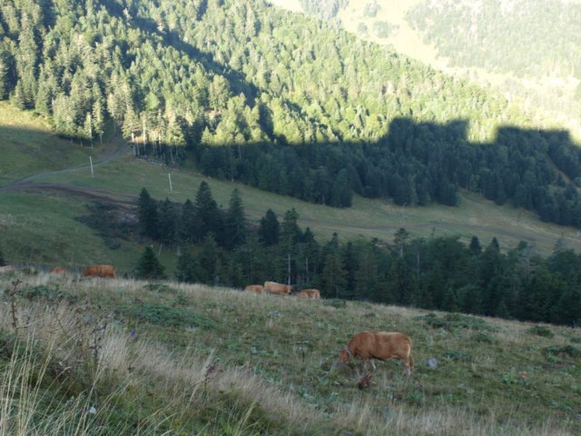 p8293186.jpg