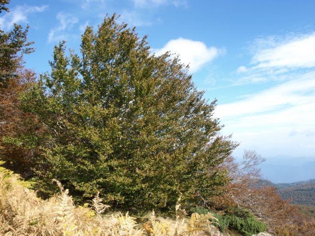 pa243739.jpg