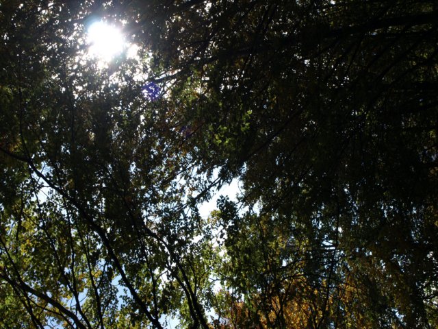 pa243741.jpg